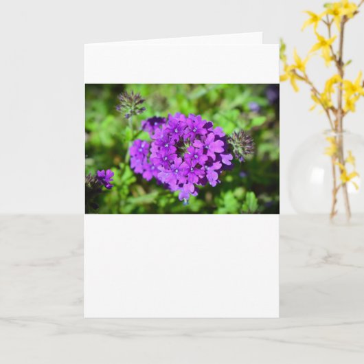 Verbena, Karte (Gelbe Blume)