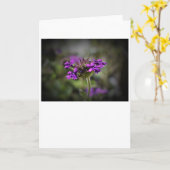 Verbena, Karte (Gelbe Blume)