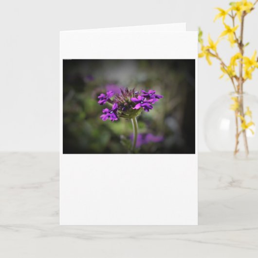 Verbena, Karte (Gelbe Blume)