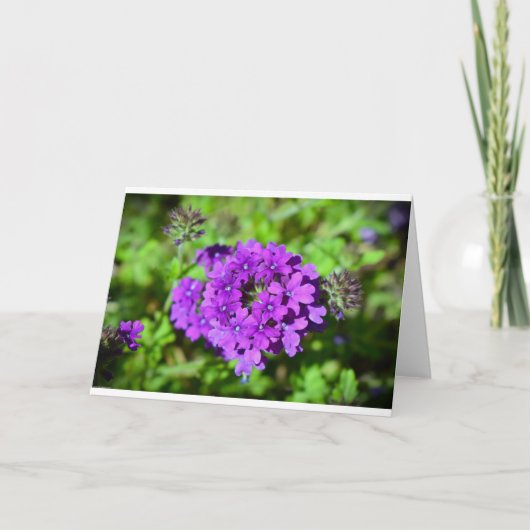 Verbena, Karte (Vorderseite)