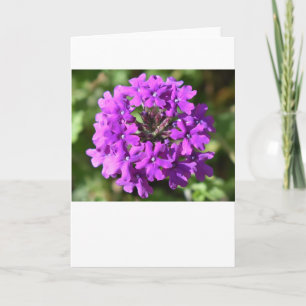 Verbena, Karte