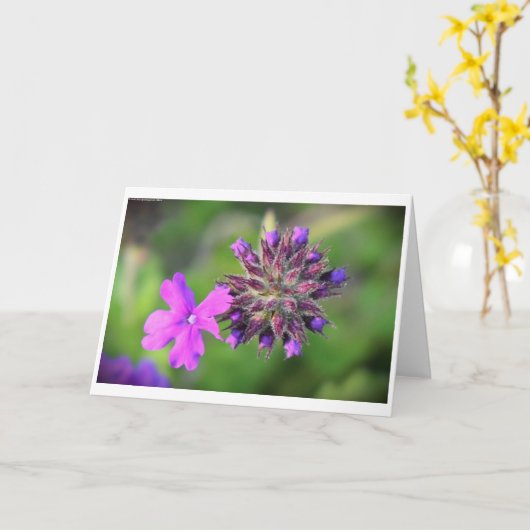 Verbena, Karte (Gelbe Blume)