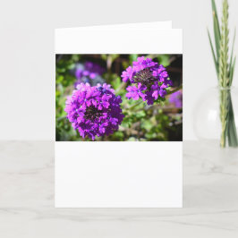 Verbena, Karte