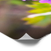 Verbena Poster (Ecke)