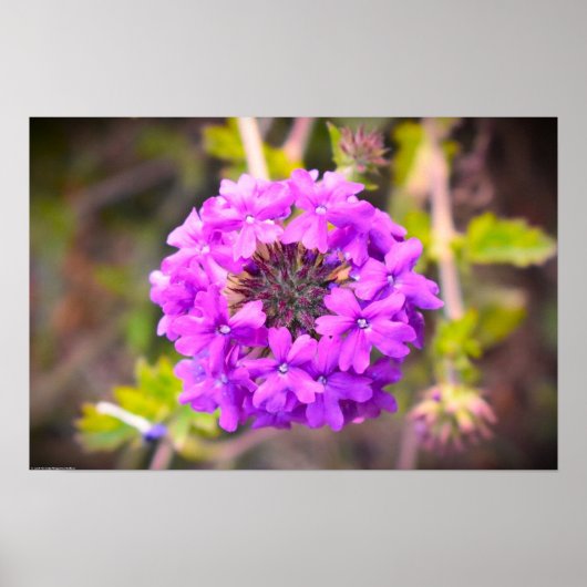 Verbena Poster (Vorne)