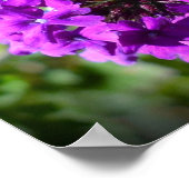 Verbena Poster (Ecke)