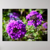 Verbena Poster (Vorne)
