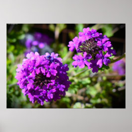 Verbena Poster
