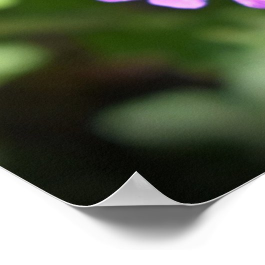 Verbena Poster (Ecke)