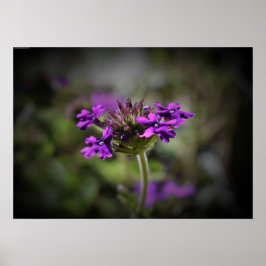 Verbena Poster