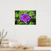 Verbena Poster (Küche)