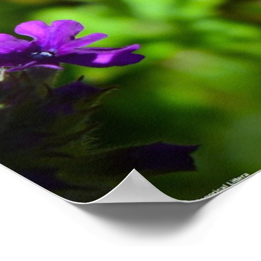 Verbena Poster (Ecke)