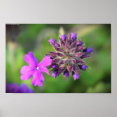 Verbena Poster (Vorne)