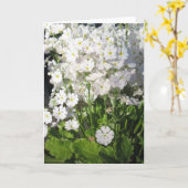 Verbena - weiße Frühlingsblumen Karte (Gelbe Blume)