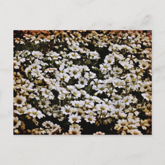 Verbesserte Dasies Floral Postkarte