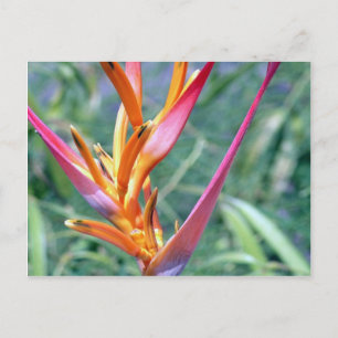Verbesserte Hawaiianische Heliconia-Blume Postkarte