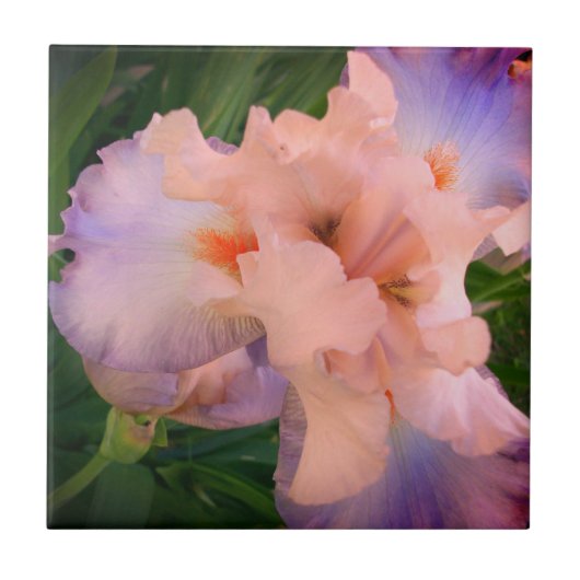 Verbessertes Peach und Lila Iris Fliese (Vorderseite)