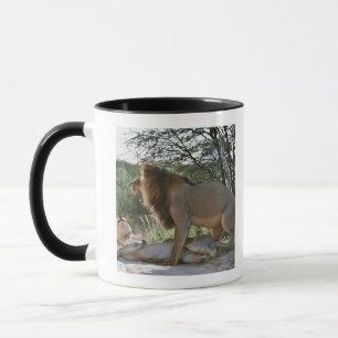verbindene Löwen, Panthera Löwe, Kgalagadi Tasse