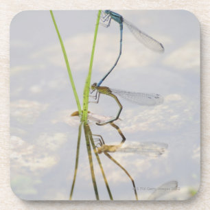 Verbindung von Damselflies Getränkeuntersetzer