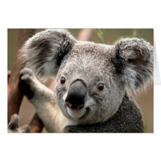 Verbindungsleitung Koala