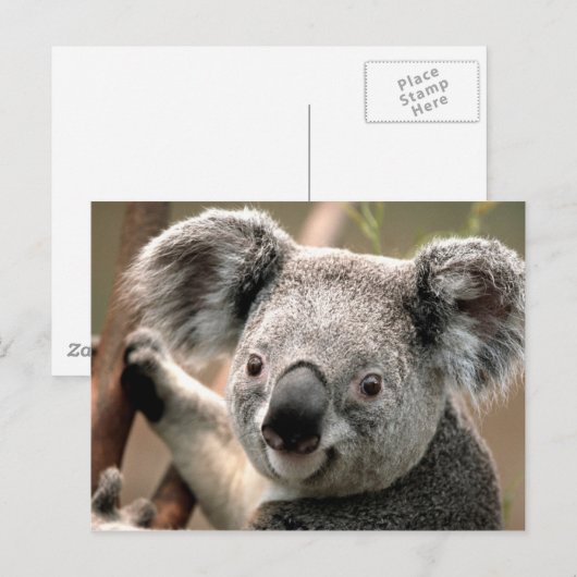 Verbindungsleitung Koala Postkarte (Vorne/Hinten)