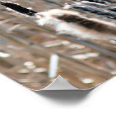 Verblasste Flutschwanzkattacken im Frühling Poster (Ecke)