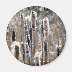 Verblasste Rohrkolben Naturfotografie  Magnet