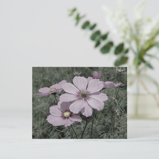 Verblasster rosa Kosmos Blume Schwarz-Weiß Postkarte (Stehend Vorderseite)