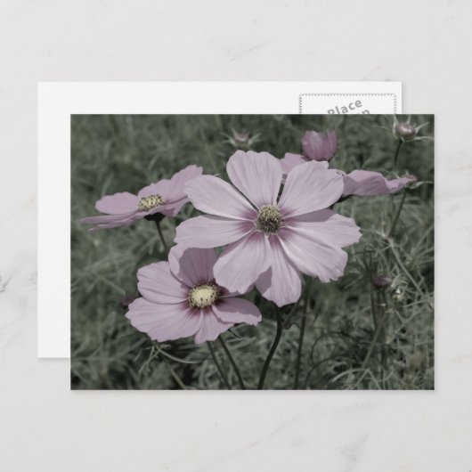 Verblasster rosa Kosmos Blume Schwarz-Weiß Postkarte (Vorne/Hinten)