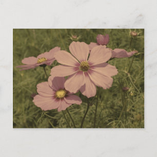 Verblasster Rosa Vintage-Look Cosmos-Blume Postkarte
