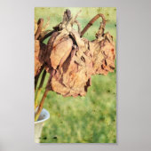 Verblendete Erinnerungen Poster (Vorne)