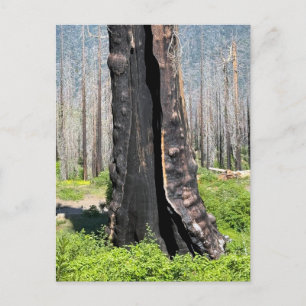 Verbrannte Riesenmammutbäume Postkarte