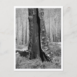 Verbrannte Riesenmammutbäume Postkarte