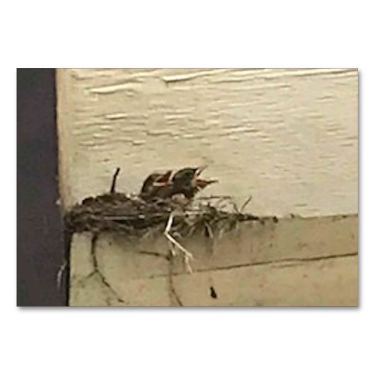 Verbs Chirping Birds Reading Flashcards für Erwach Tischnummer (Vorderseite)