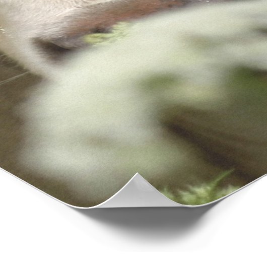 verdächtige Kühe Poster (Ecke)