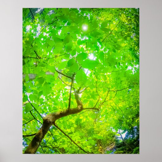 Verdant Canopy of Karuizawa Poster (Vorne)