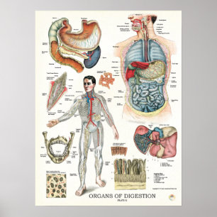 Verdauungssystem-Anatomie-Plakat 18 x 24 Poster