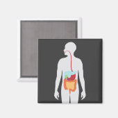 Verdauungssystem Magnet (Vorderseite/Rückseite)