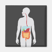 Verdauungssystem Magnet (Vorne)