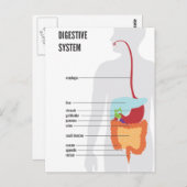 Verdauungssystem Postkarte (Vorne/Hinten)