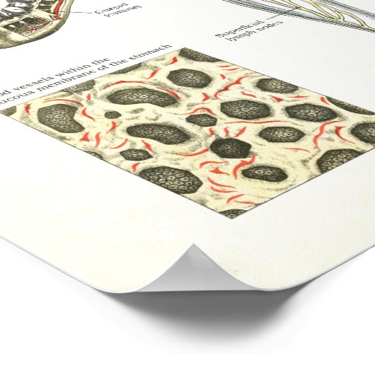 Verdauungstrakt Anatomie Poster Interne Organe (Ecke)