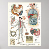 Verdauungstrakt Anatomie Poster Interne Organe (Vorne)