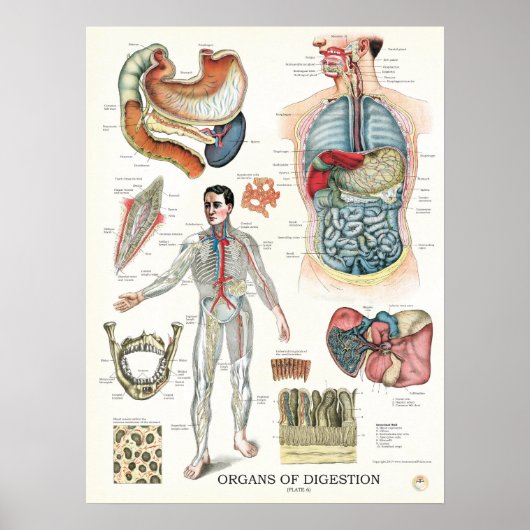 Verdauungstrakt Anatomie Poster Interne Organe (Vorne)