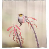 Verdin auf Penstemon Duschvorhang (Vorderseite)