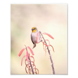 Verdin auf Penstemon Fotodruck