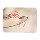 Verdin auf Penstemon Magnet (Horizontal)