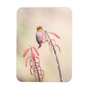 Verdin auf Penstemon Magnet