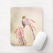 Verdin auf Penstemon Mousepad (Mit Mouse)