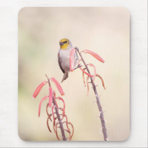 Verdin auf Penstemon Mousepad
