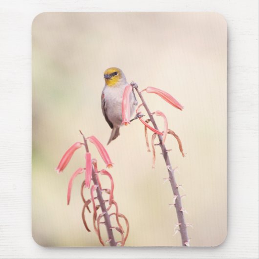 Verdin auf Penstemon Mousepad (Vorne)